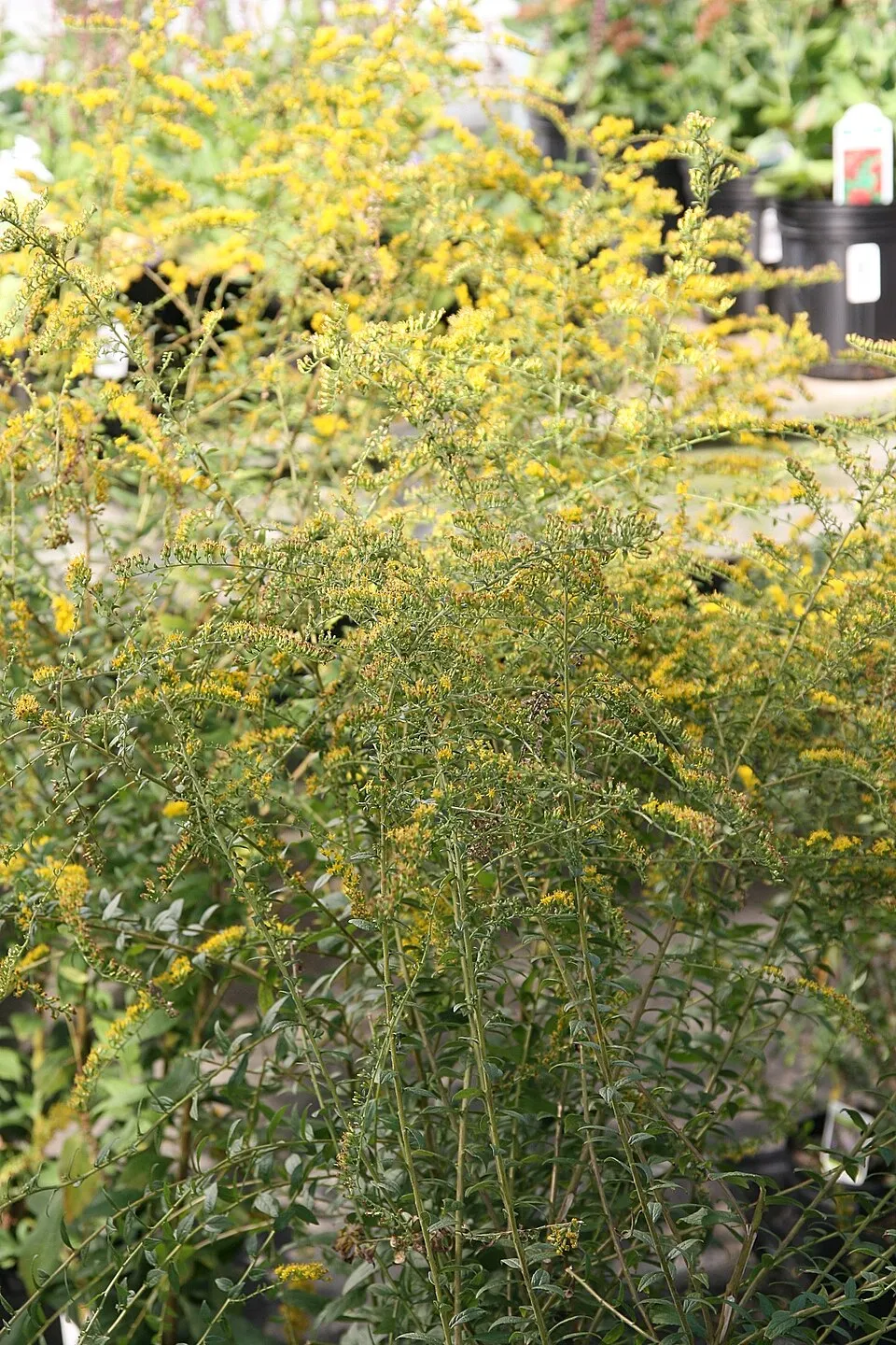 Aranyvessző / Solidago rugosa 'Fireworks'