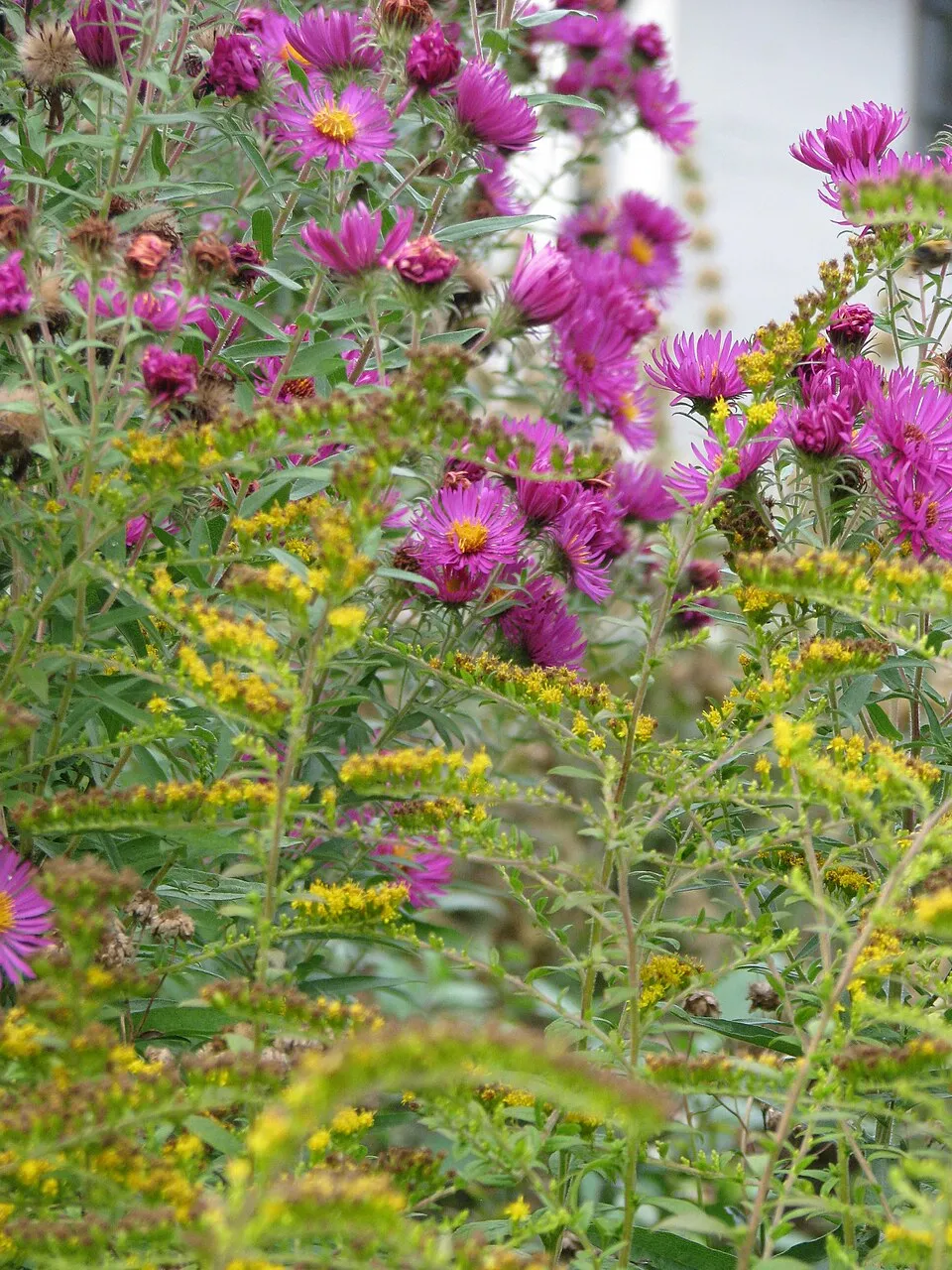 Aranyvessző / Solidago rugosa 'Fireworks'
