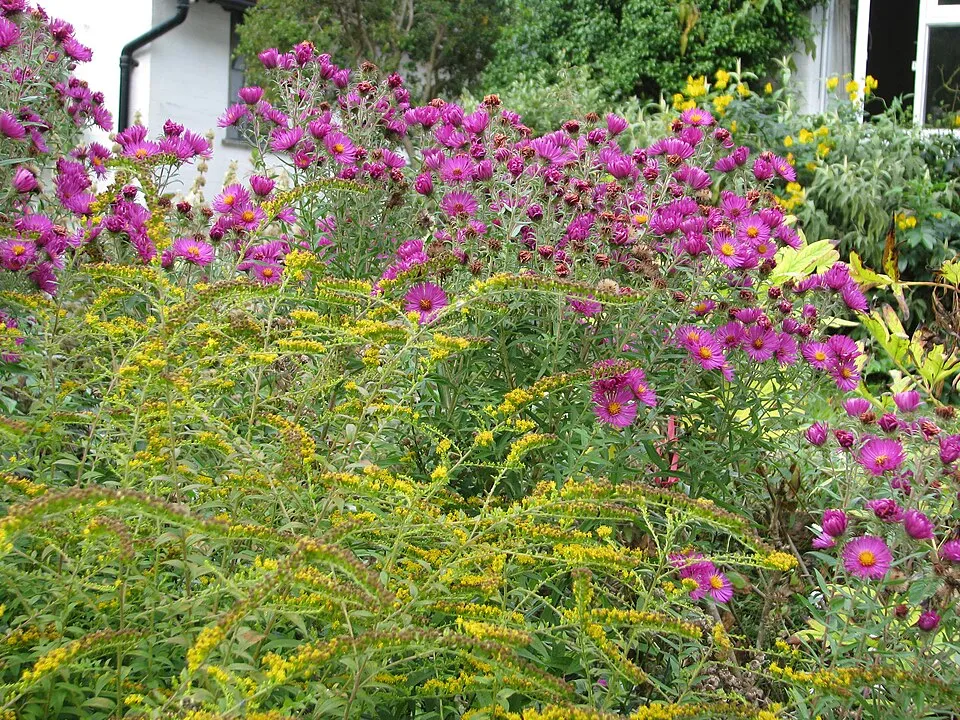 Aranyvessző / Solidago rugosa 'Fireworks'
