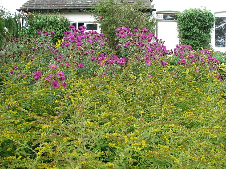 Aranyvessző / Solidago rugosa 'Fireworks'
