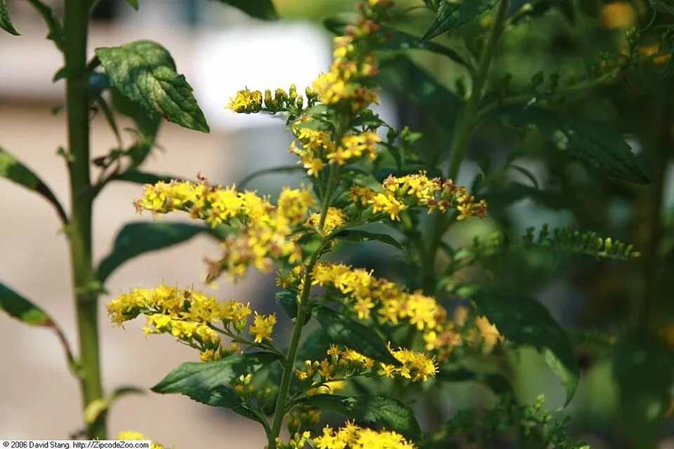 Aranyvessző / Solidago rugosa 'Fireworks'