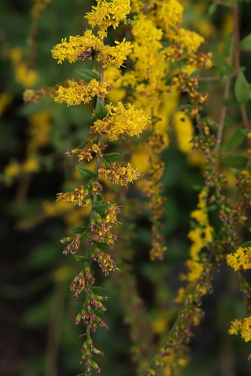 Aranyvessző / Solidago rugosa 'Fireworks'