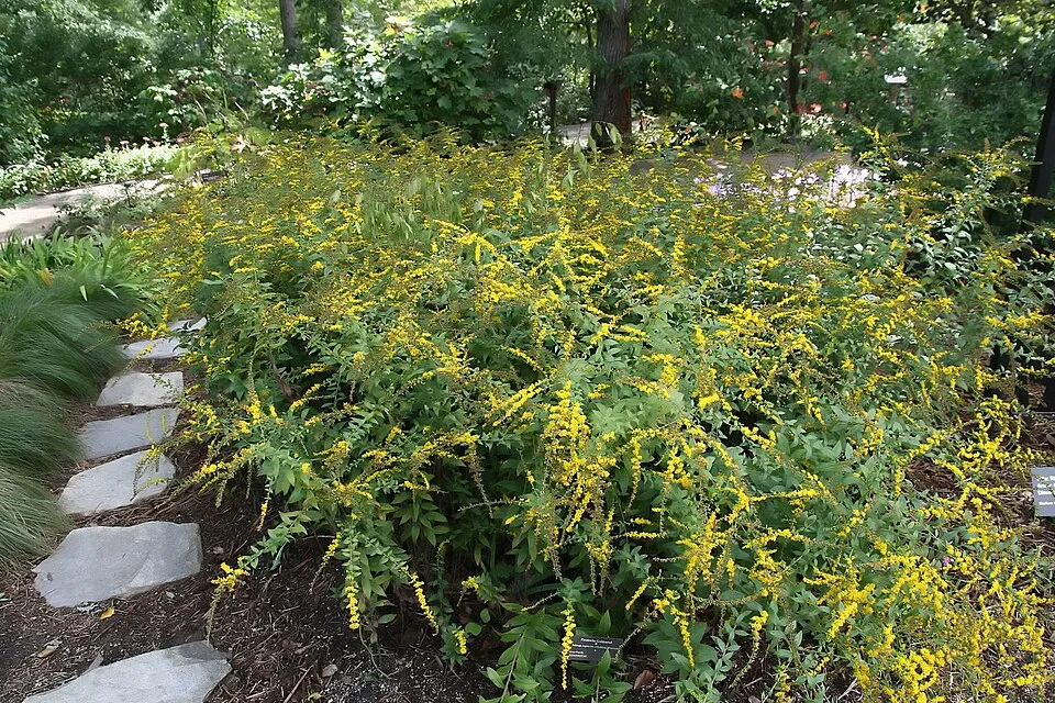 Aranyvessző / Solidago rugosa 'Fireworks'