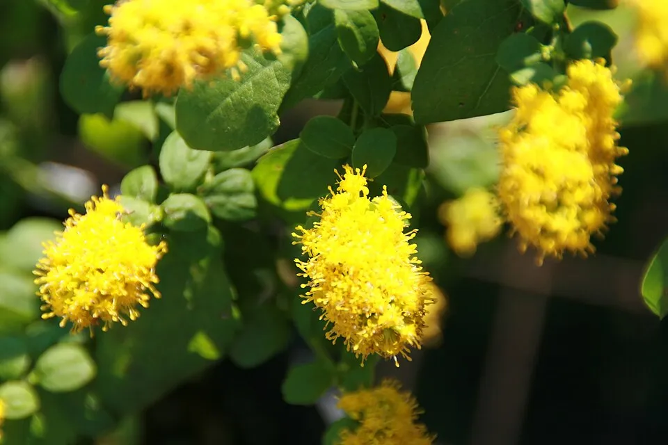 Aranyvessző / Solidago sphacelata 'Golden Fleece'