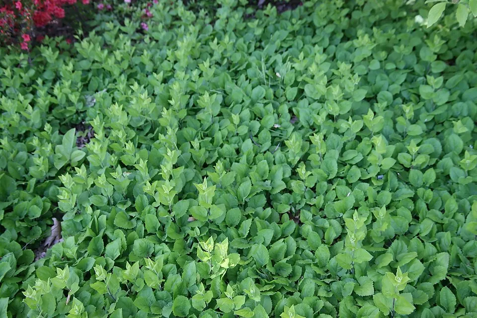 Aranyvessző / Solidago sphacelata 'Golden Fleece'
