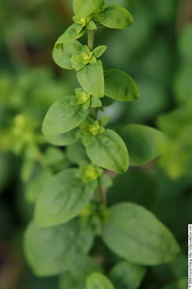 Aranyvessző / Solidago sphacelata 'Golden Fleece'