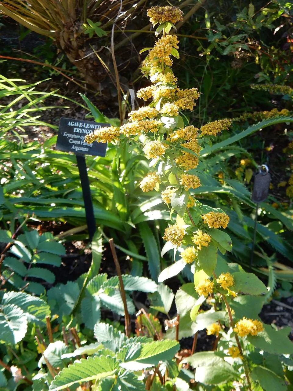 Aranyvessző / Solidago sphacelata 'Golden Fleece'