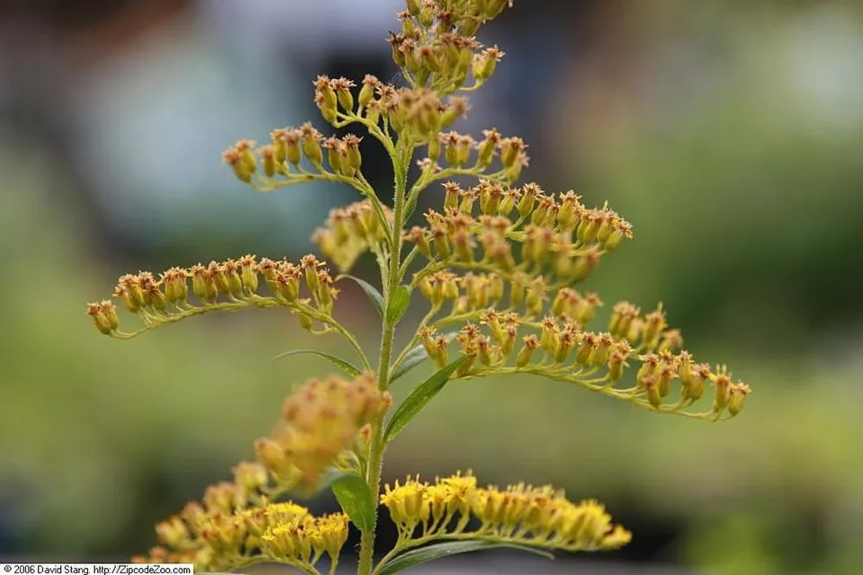 Aranyvessző / Solidago sphacelata 'Golden Fleece'