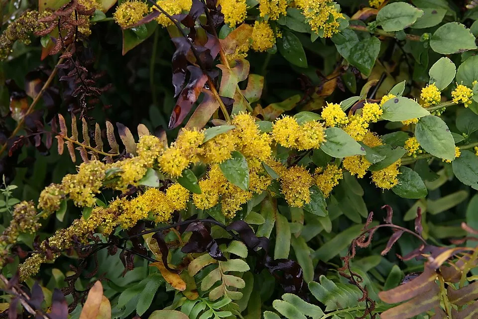 Aranyvessző / Solidago sphacelata 'Golden Fleece'