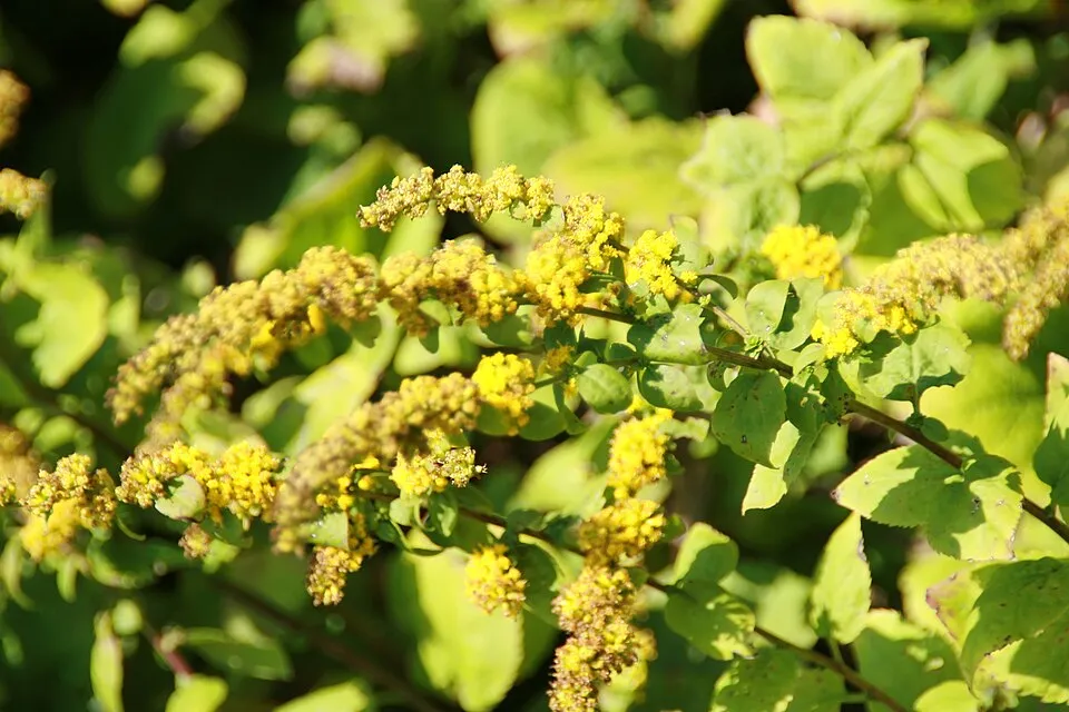 Aranyvessző / Solidago sphacelata 'Golden Fleece'