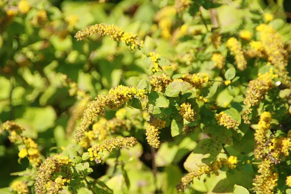 Aranyvessző / Solidago sphacelata 'Golden Fleece'