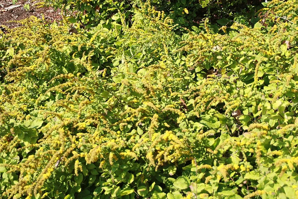 Aranyvessző / Solidago sphacelata 'Golden Fleece'