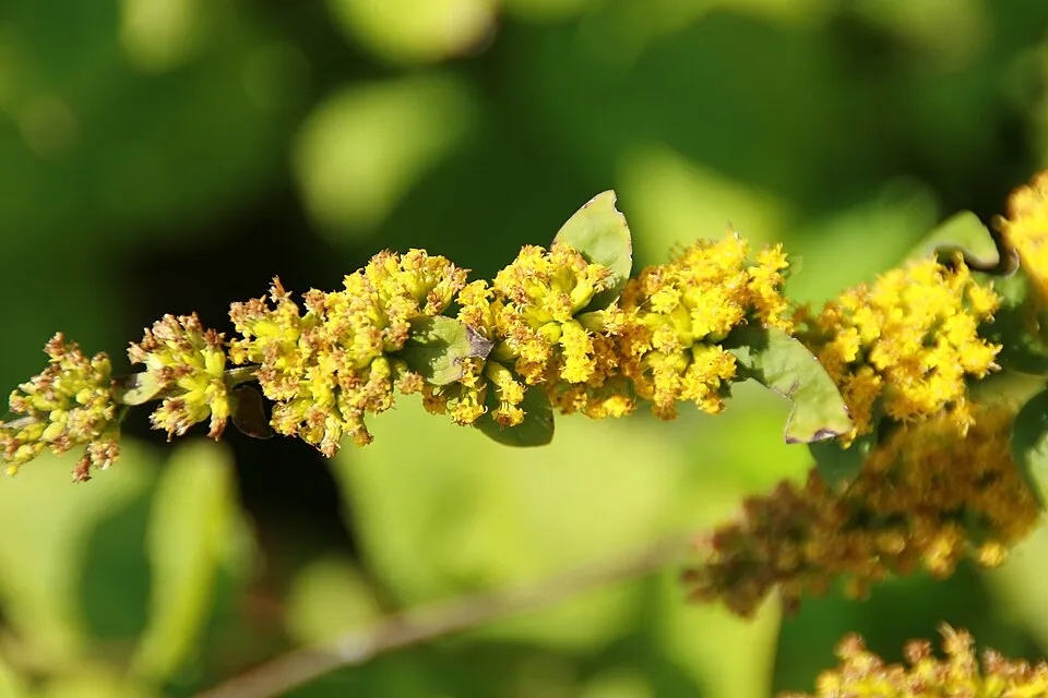 Aranyvessző / Solidago sphacelata 'Golden Fleece'