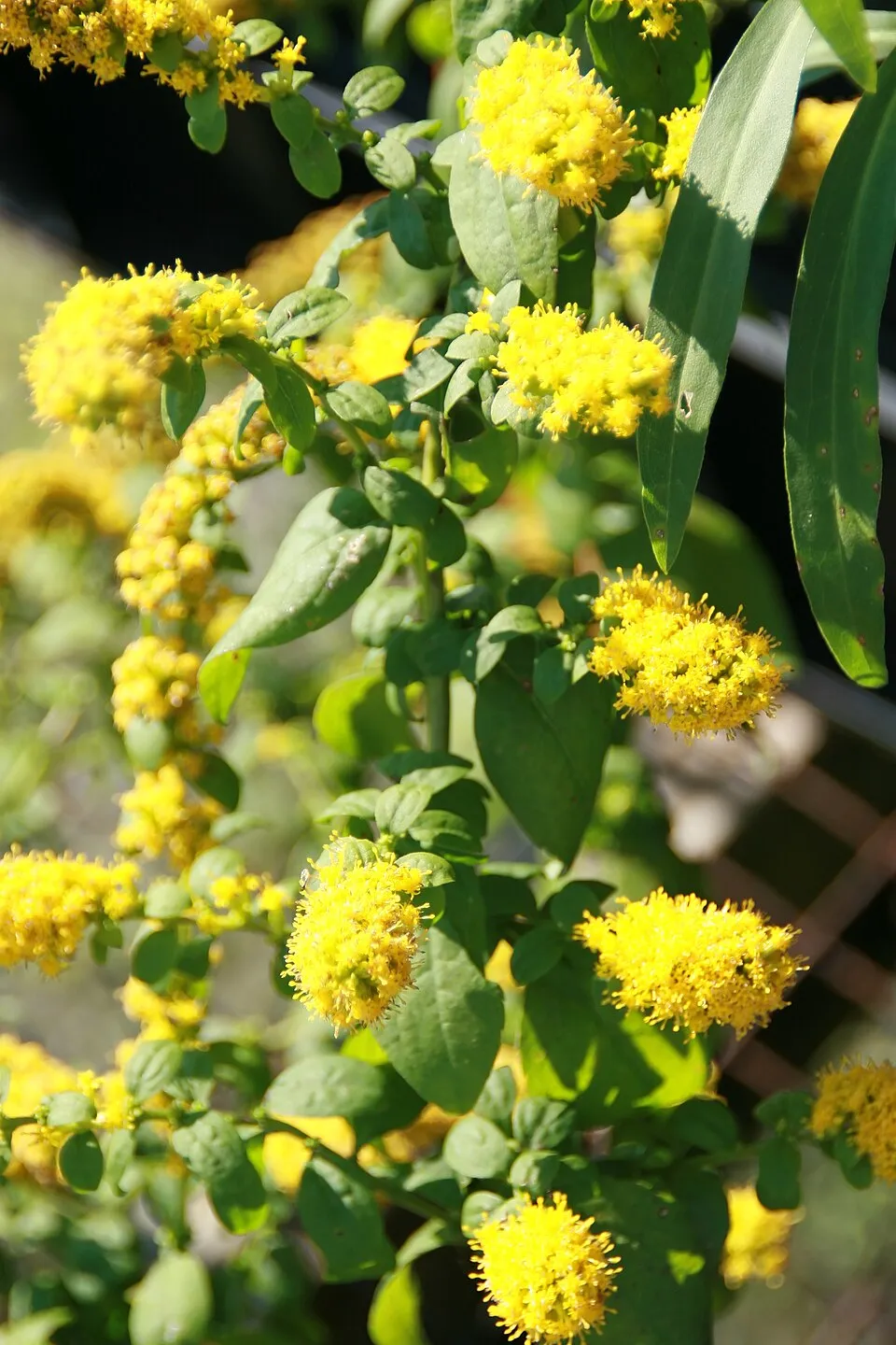 Aranyvessző / Solidago sphacelata 'Golden Fleece'