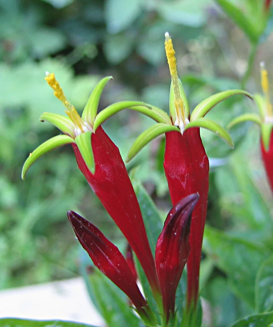 Tüzes szegfűgyökér / Spigelia marilandica 'Little Readhead'