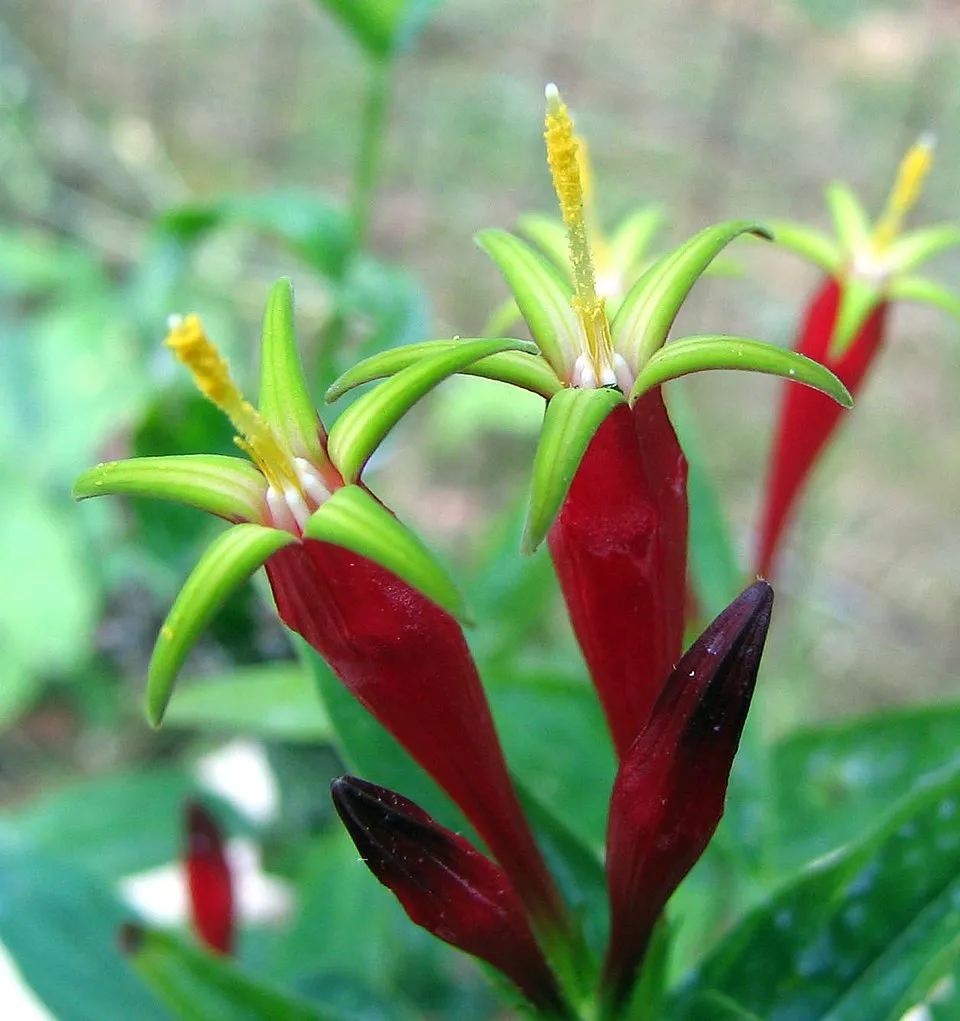 Tüzes szegfűgyökér / Spigelia marilandica 'Little Readhead'