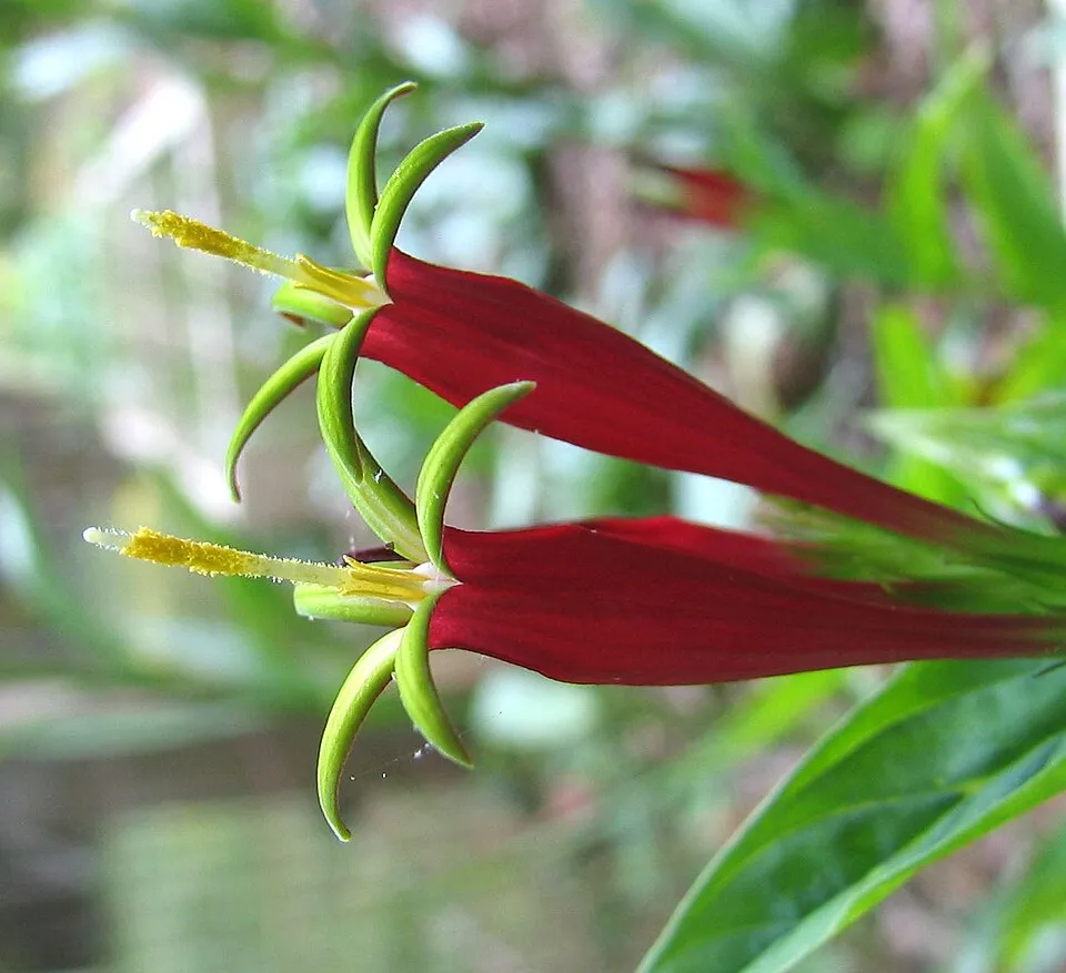 Tüzes szegfűgyökér / Spigelia marilandica 'Little Readhead'