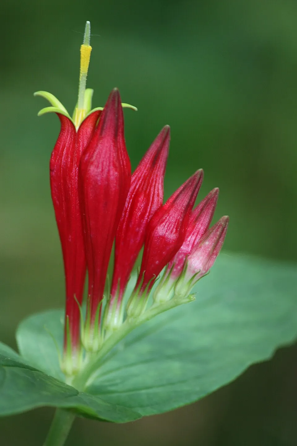 Tüzes szegfűgyökér / Spigelia marilandica 'Little Readhead'