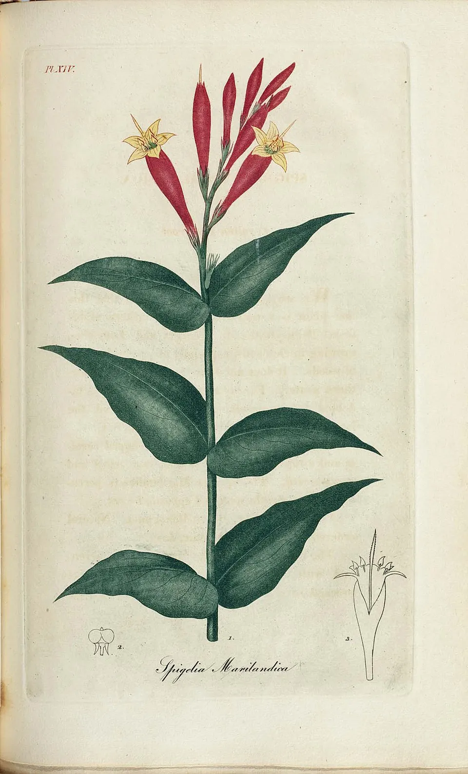 Tüzes szegfűgyökér / Spigelia marilandica 'Little Readhead'