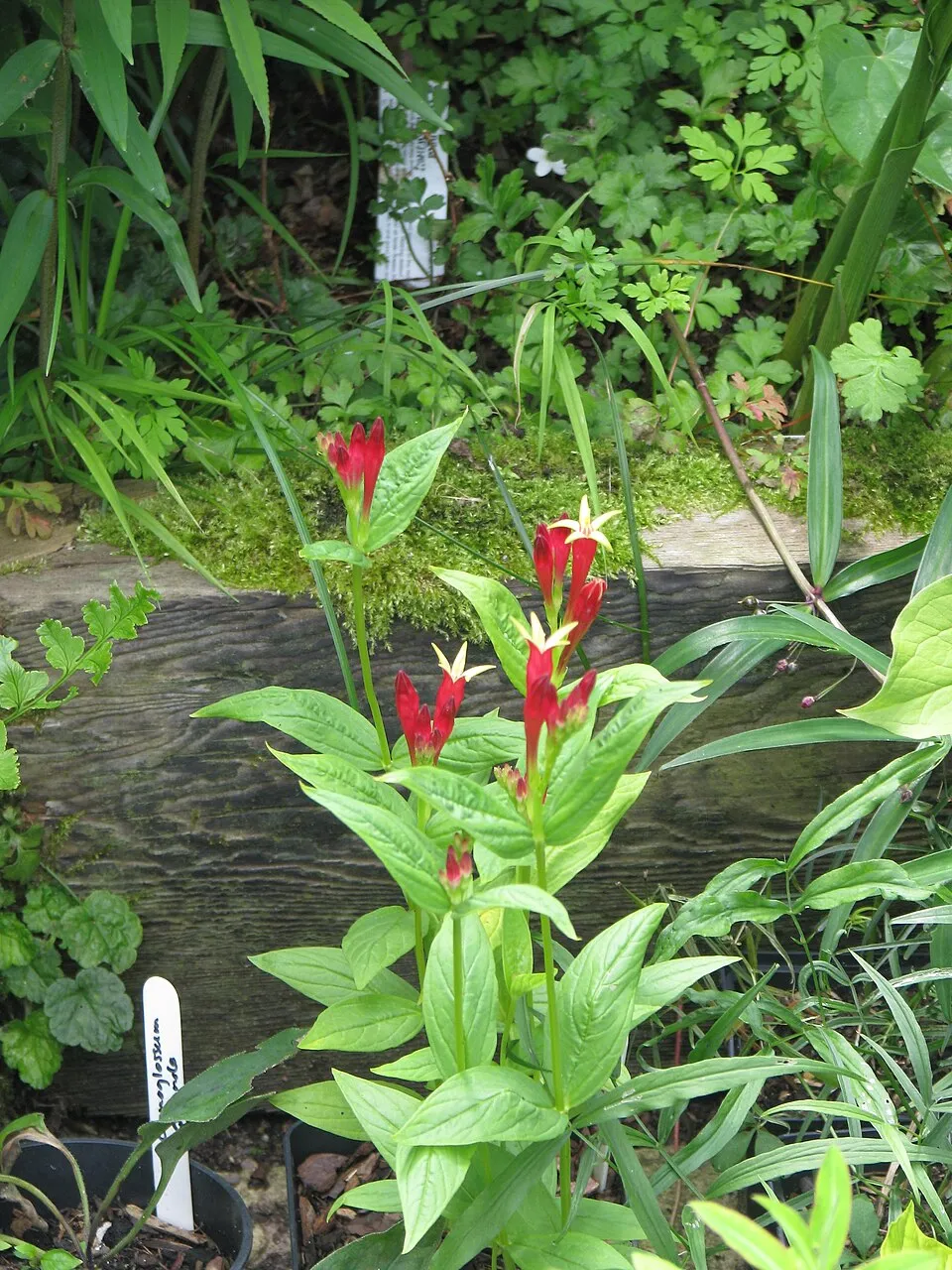 Tüzes szegfűgyökér / Spigelia marilandica 'Little Readhead'