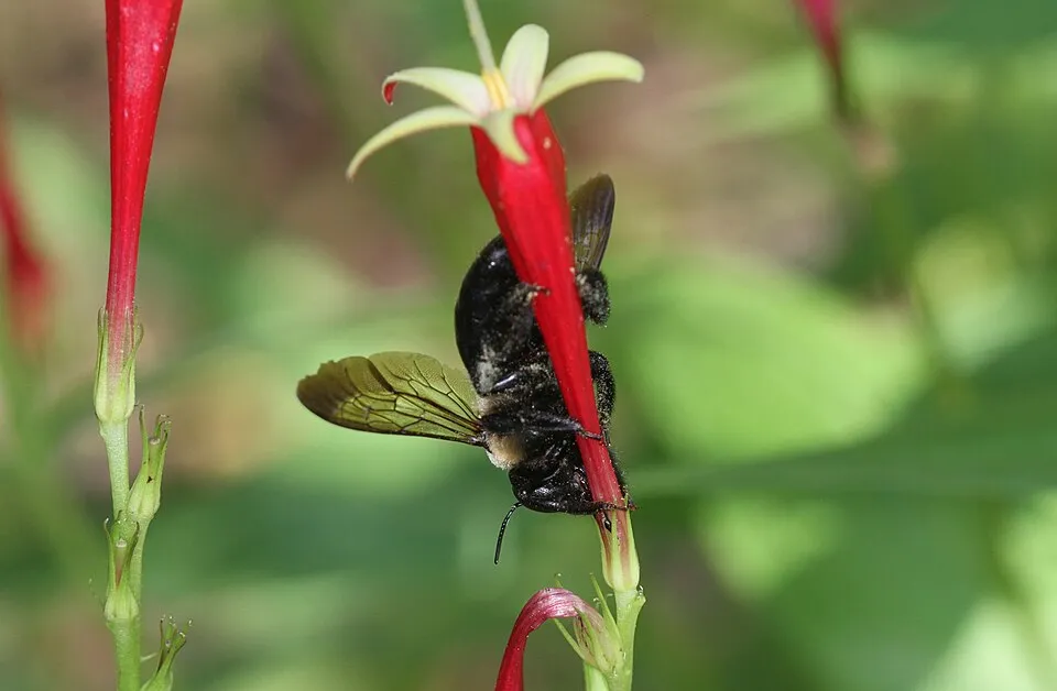 Tüzes szegfűgyökér / Spigelia marilandica 'Ragin Cajun'