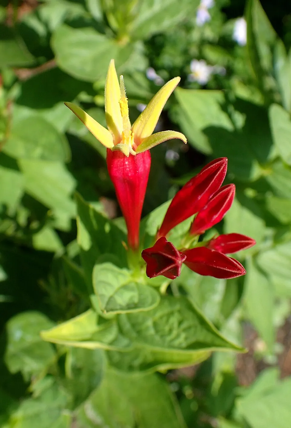 Tüzes szegfűgyökér / Spigelia marilandica 'Ragin Cajun'