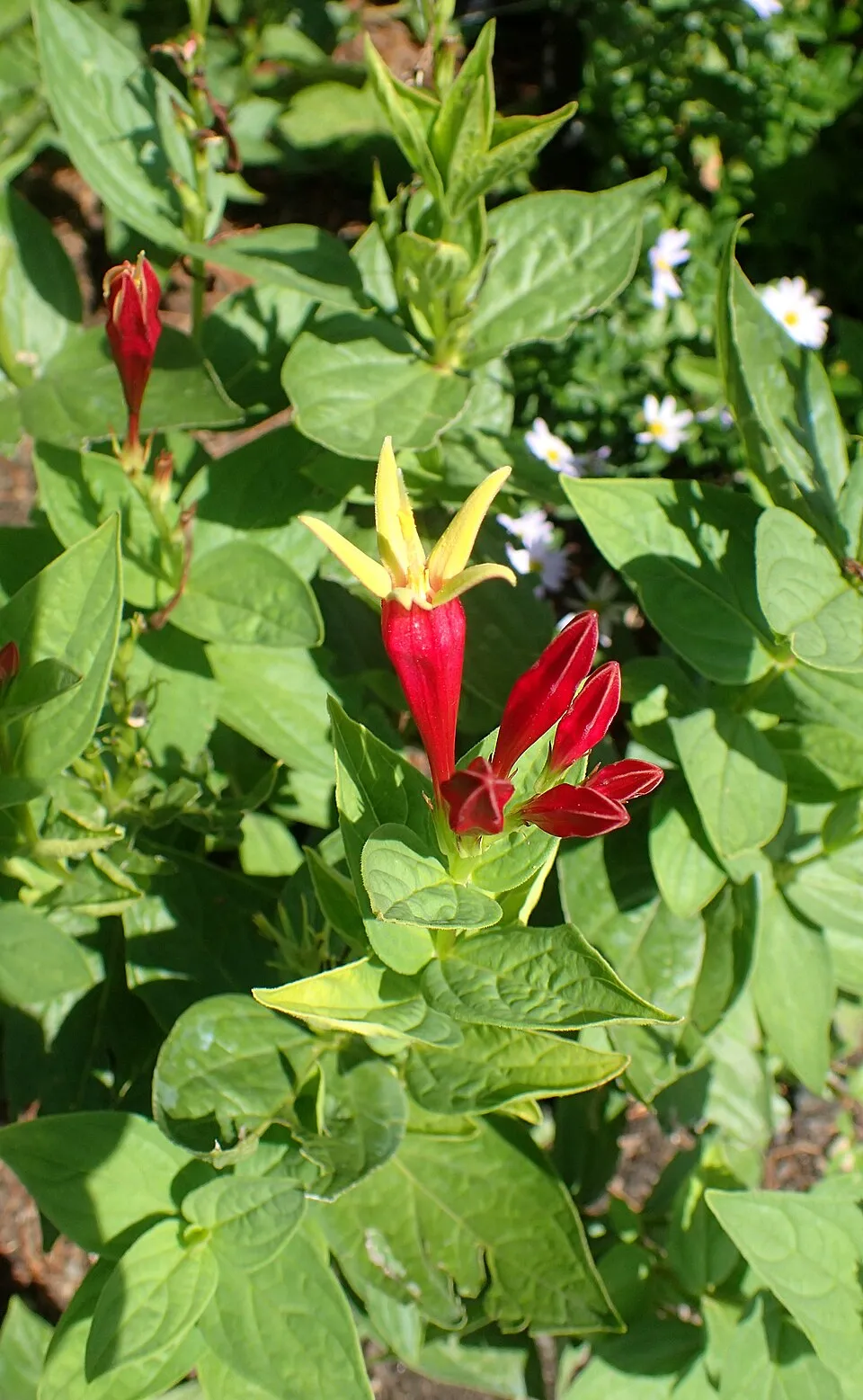 Tüzes szegfűgyökér / Spigelia marilandica 'Ragin Cajun'