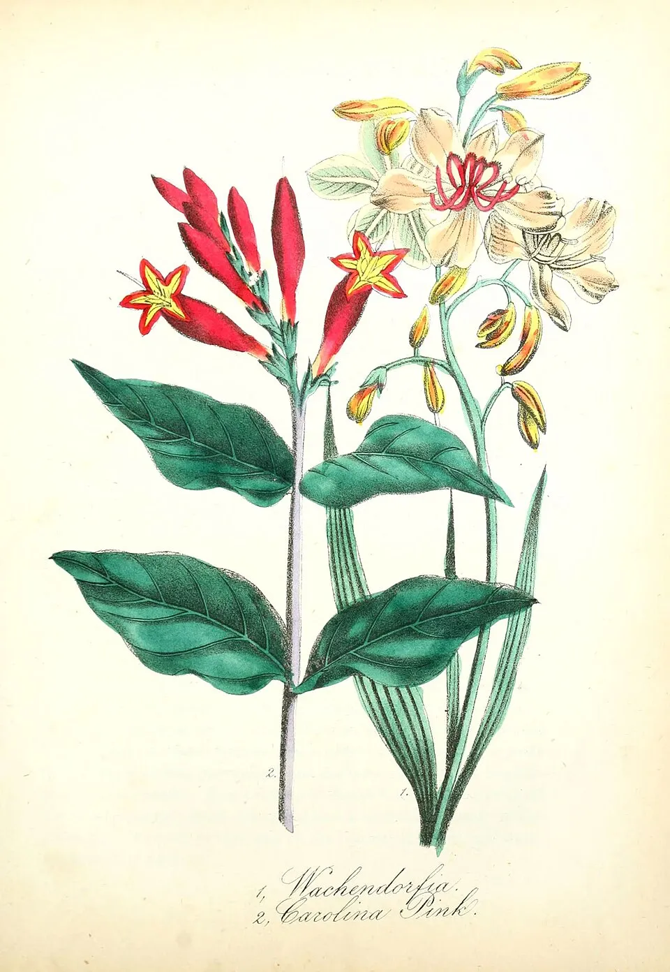 Tüzes szegfűgyökér / Spigelia marilandica 'Ragin Cajun'