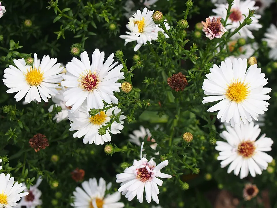 Törpe őszirózsa / Symphyotrichum (syn. Aster) dumosum 'Apollo'