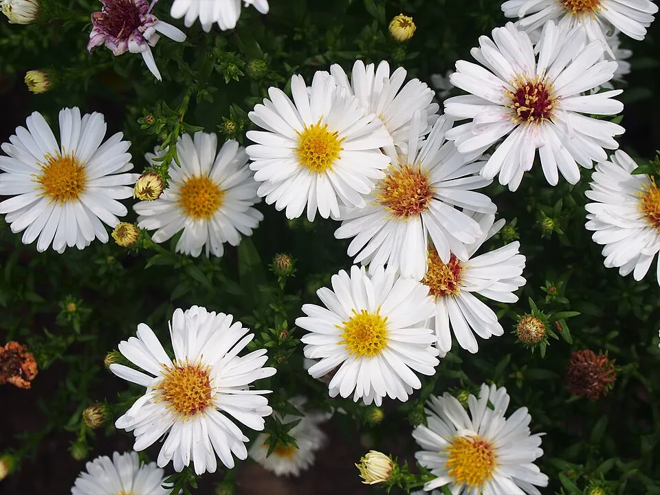 Törpe őszirózsa / Symphyotrichum (syn. Aster) dumosum 'Apollo'