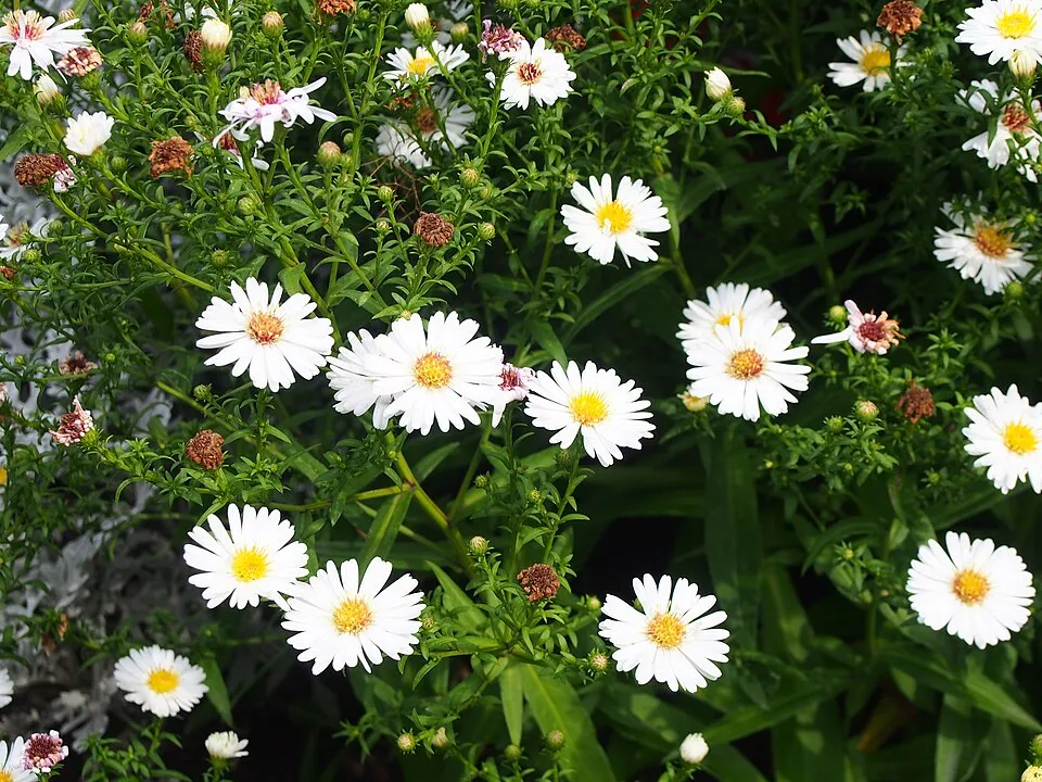 Törpe őszirózsa / Symphyotrichum (syn. Aster) dumosum 'Apollo'