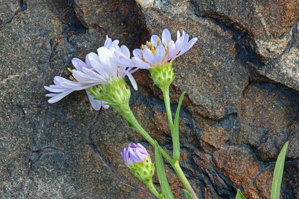 Törpe őszirózsa / Symphyotrichum (syn. Aster) dumosum 'Rosenwichtel'