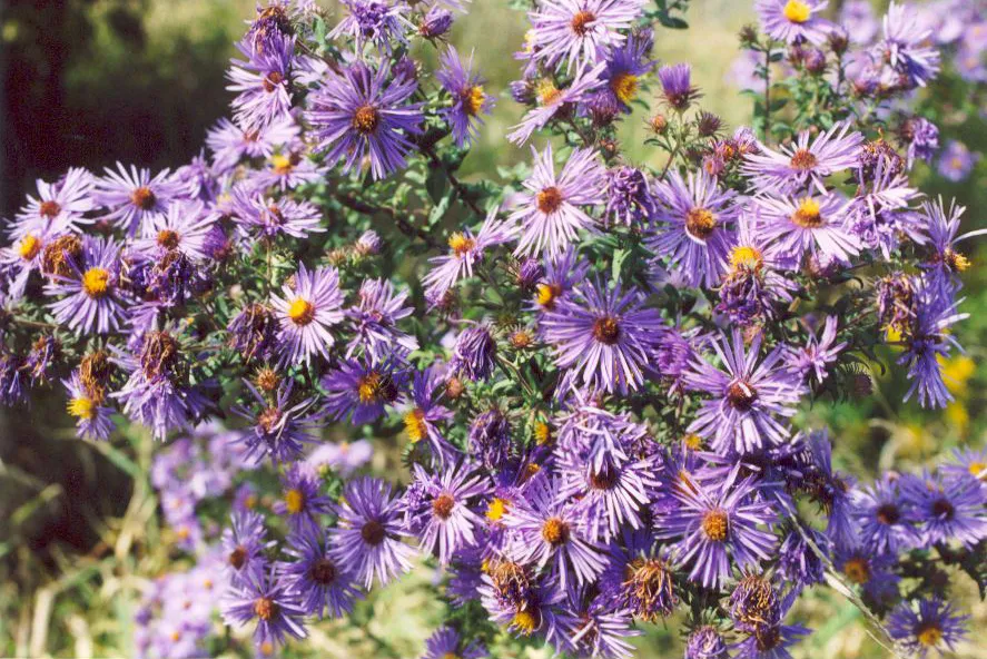Tűlevelű őszirózsa / Symphyotrichum (syn. Aster) ericoides var. pansus 'Snowflurry'