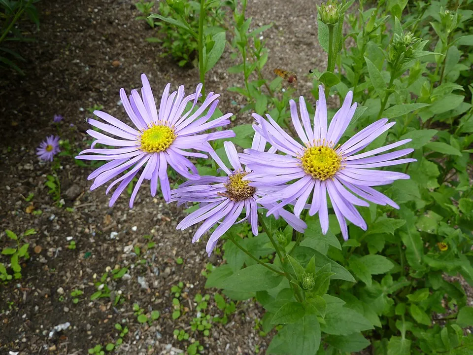 Frikart-őszirózsa / Aster × frikartii 'Jungfrau'