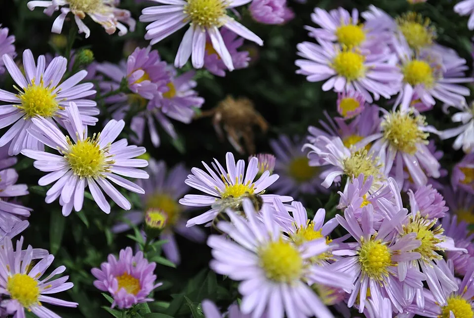 Frikart-őszirózsa / Aster × frikartii 'Jungfrau'