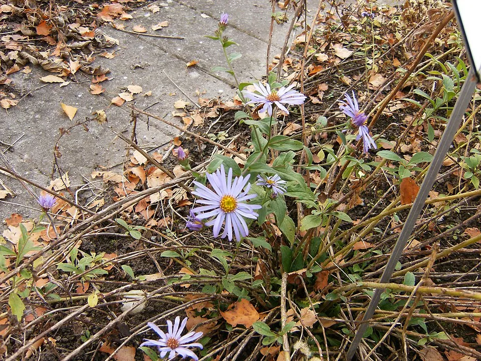 Frikart-őszirózsa / Aster × frikartii 'Jungfrau'