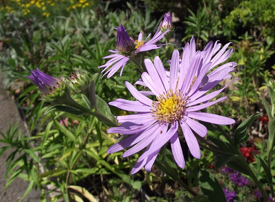 Frikart-őszirózsa / Aster × frikartii 'Jungfrau'