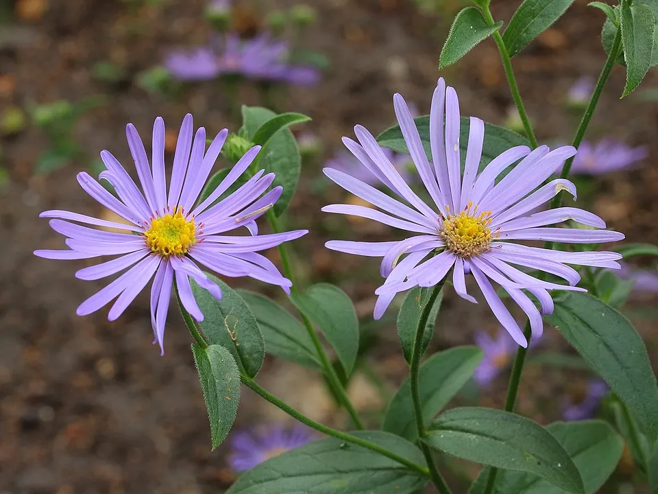 Frikart-őszirózsa / Aster × frikartii 'Jungfrau'