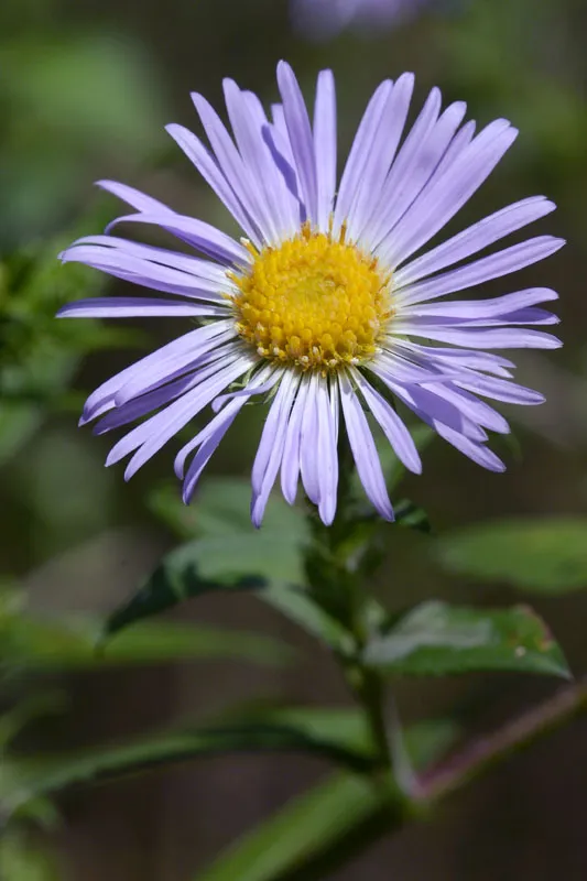 Mirigyes őszirózsa / Symphyotrichum (syn. Aster) novae-angliae 'Purple Dome'