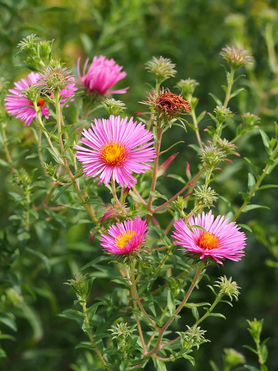 Mirigyes őszirózsa / Symphyotrichum (syn. Aster) novae-angliae 'Purple Dome'