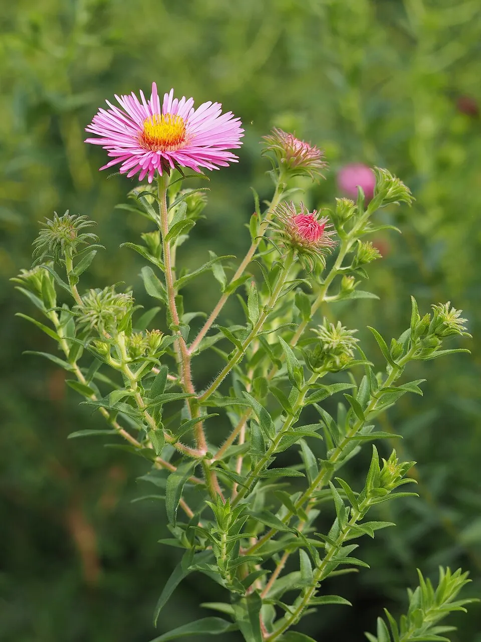 Mirigyes őszirózsa / Symphyotrichum (syn. Aster) novae-angliae 'Purple Dome'
