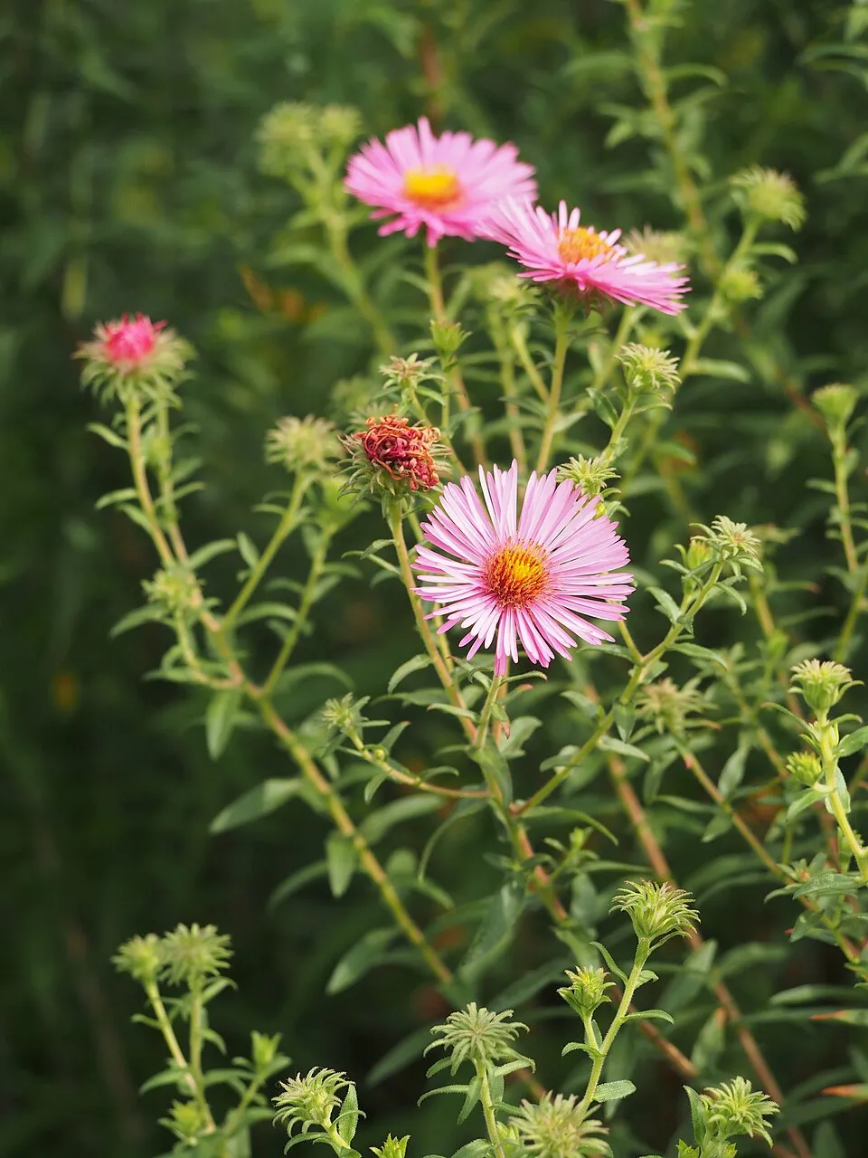 Mirigyes őszirózsa / Symphyotrichum (syn. Aster) novae-angliae 'Purple Dome'