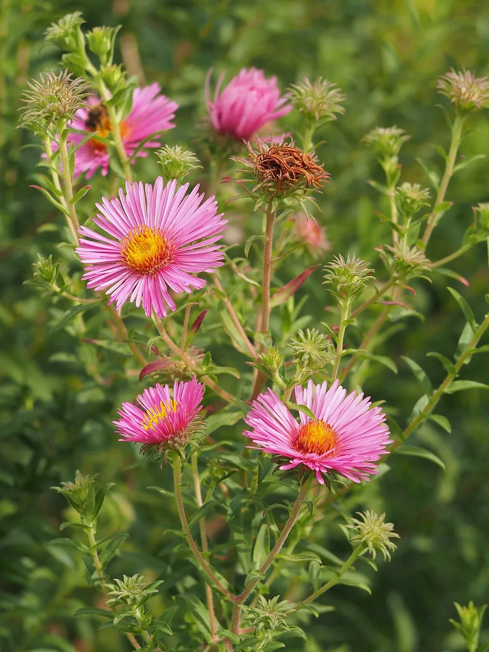Mirigyes őszirózsa / Symphyotrichum (syn. Aster) novae-angliae 'Purple Dome'