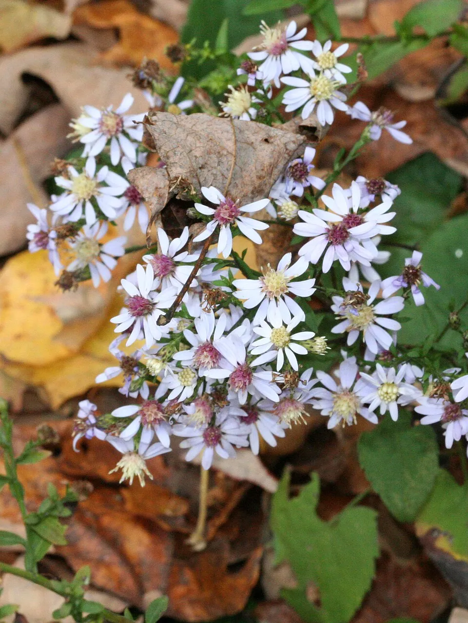 Mirigyes őszirózsa / Symphyotrichum (syn. Aster) novae-angliae 'Violetta'