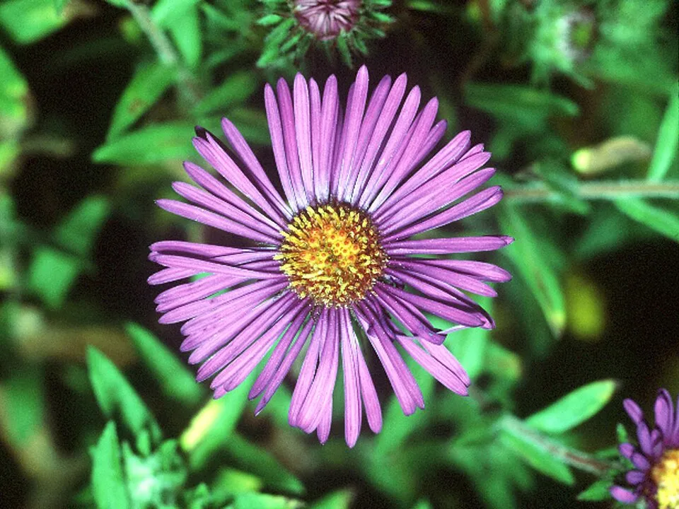 Mirigyes őszirózsa / Symphyotrichum (syn. Aster) novae-angliae 'Violetta'