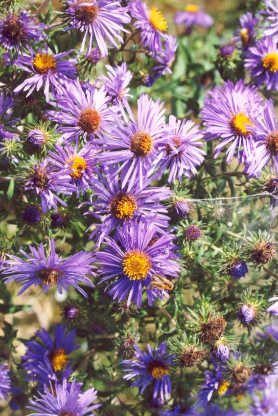 Kopasz őszirózsa / Symphyotrichum (syn. Aster) novi-belgii Island 'Barbados'