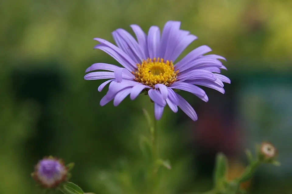 Frikart őszirózsa / Aster x frikartii 'Mönch'