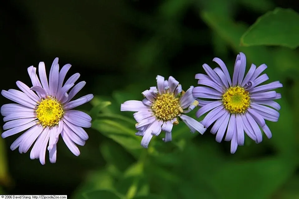 Frikart őszirózsa / Aster x frikartii 'Mönch'