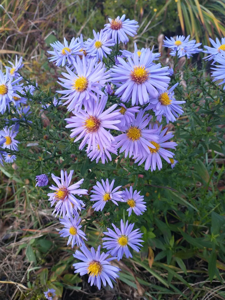 Frikart őszirózsa / Aster x frikartii 'Mönch'