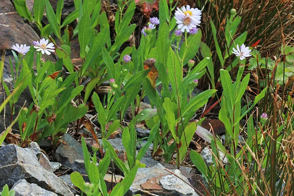 Őszirózsa / Symphyotrichum (syn. Aster) oblongifolium 'October Skies'